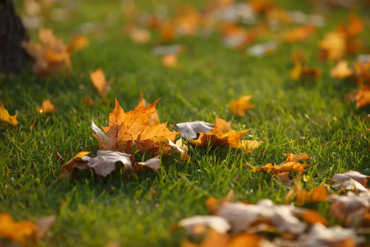 A Seasonal Guide to Autumn Chat Topics on Lilac Chat